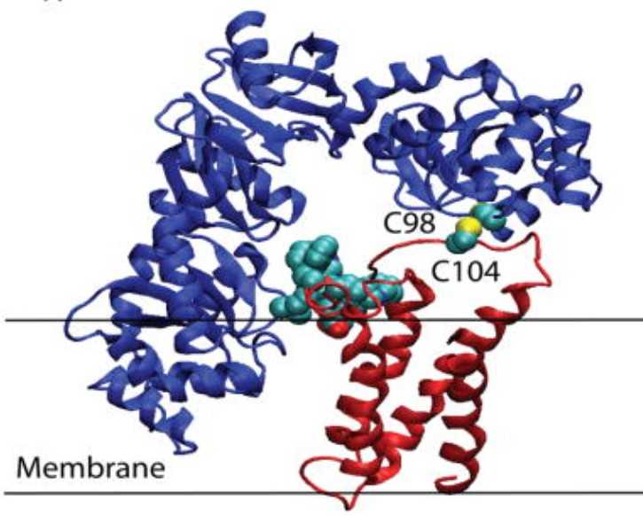 Dimeric DsbC does not interact with DsbB due to steric clash between one protomer of DsbC with the membrane.jpg